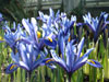 iris reticulata-3